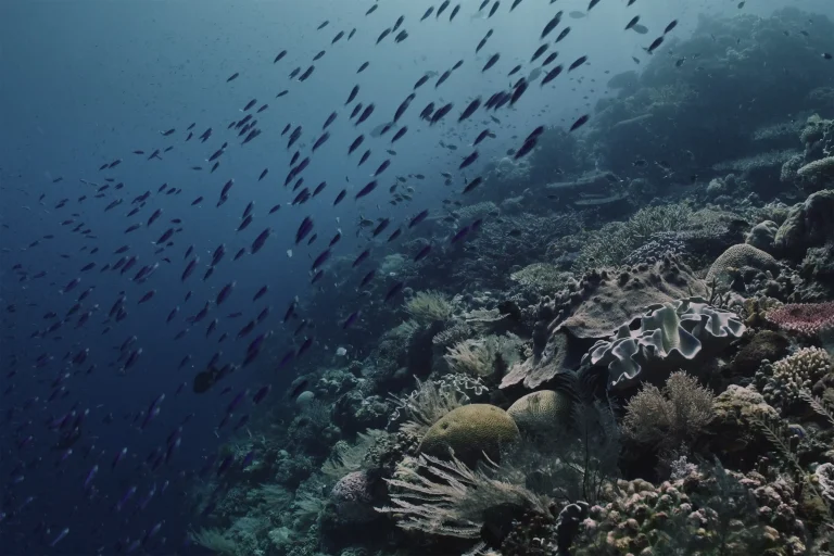 Escena submarina de un ecosistema de arrecife de coral en el lado derecho. Un gran cardumen de peces alargados, probablemente antias, nadan en el agua azul oscuro en el lado izquierdo.